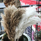 1 Bunch Pampa Real Flowers Dried Pampas Grass Fleurs Sechees Reed Phragmites Plants Bouquet For Wedding Party Home Decoration