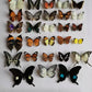 10-100Pcs Natural Unmounted Rhopalocera / Le Papillon / Butterfly Specimen Artwork Material Decor