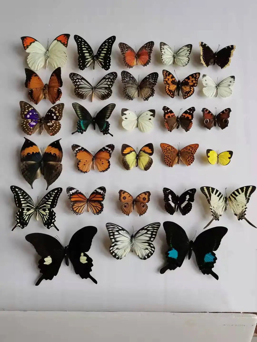 10-100Pcs Natural Unmounted Rhopalocera / Le Papillon / Butterfly Specimen Artwork Material Decor