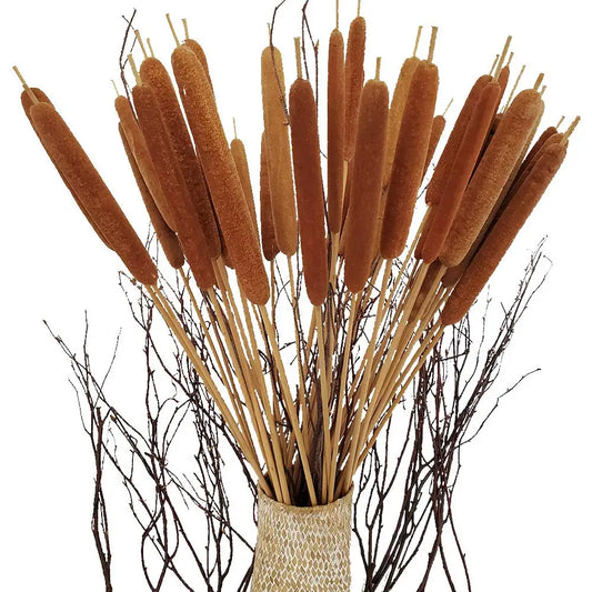 Belle Fleur 5Pcs Dried Natural Cattails Jumbo For Rustic Floral Wedding Arrangement Decoration Home Room Garden Plants Decor