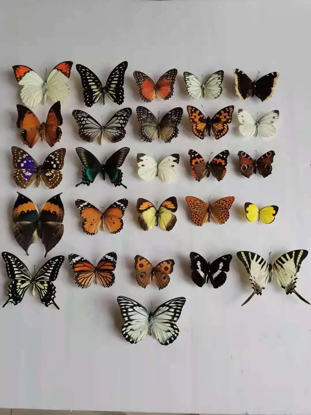 10-100Pcs Natural Unmounted Rhopalocera / Le Papillon / Butterfly Specimen Artwork Material Decor