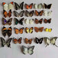 10-100Pcs Natural Unmounted Rhopalocera / Le Papillon / Butterfly Specimen Artwork Material Decor