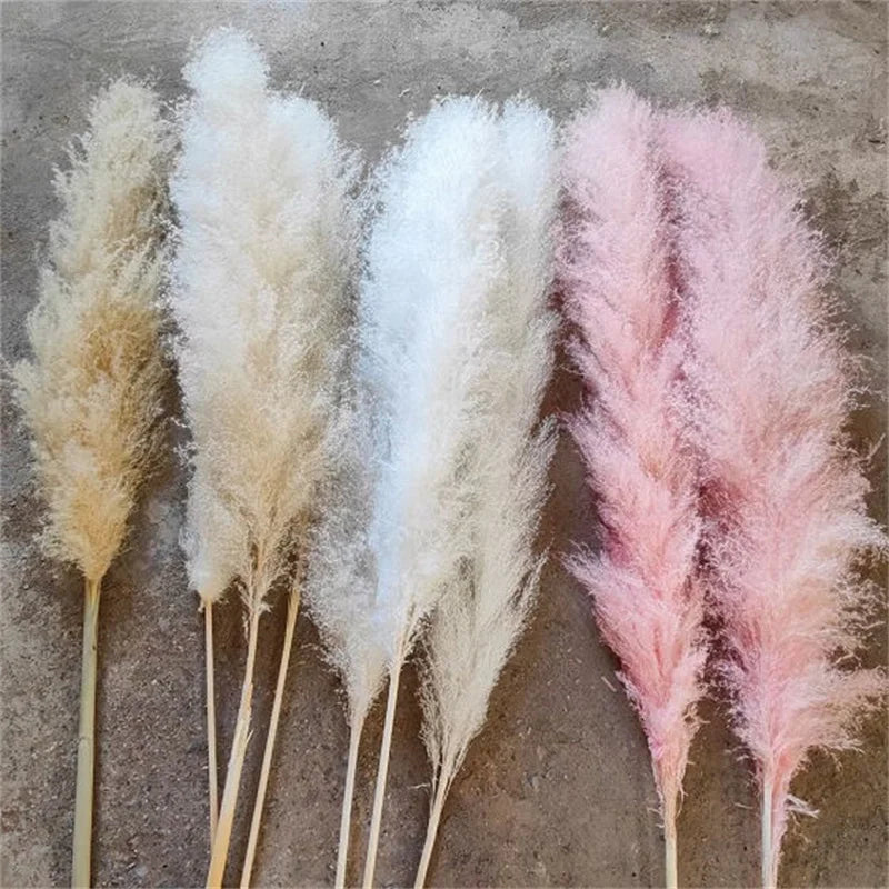 Boho Wedding Arrangement Decor Long Plumes Preserved Pink Beige Reed Pampasgras Bleached White Fluffy Large Dried Pampas Grass