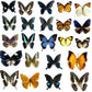 10-100Pcs Natural Unmounted Rhopalocera / Le Papillon / Butterfly Specimen Artwork Material Decor