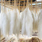 Boho Wedding Arrangement Decor Long Plumes Preserved Pink Beige Reed Pampasgras Bleached White Fluffy Large Dried Pampas Grass