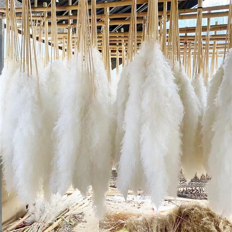 Boho Wedding Arrangement Decor Long Plumes Preserved Pink Beige Reed Pampasgras Bleached White Fluffy Large Dried Pampas Grass