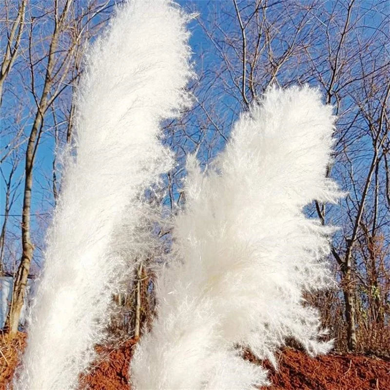 Boho Wedding Arrangement Decor Long Plumes Preserved Pink Beige Reed Pampasgras Bleached White Fluffy Large Dried Pampas Grass