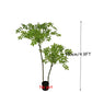 110-180cm Large Artificial Palm Tree Tropical Fake Plants Green Plastic Money Leafs Big Monstera Tree For Home Garden Decor
