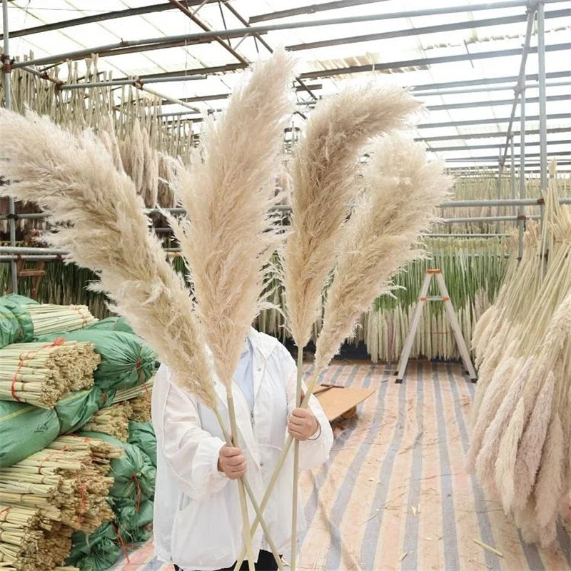 Boho Wedding Arrangement Decor Long Plumes Preserved Pink Beige Reed Pampasgras Bleached White Fluffy Large Dried Pampas Grass