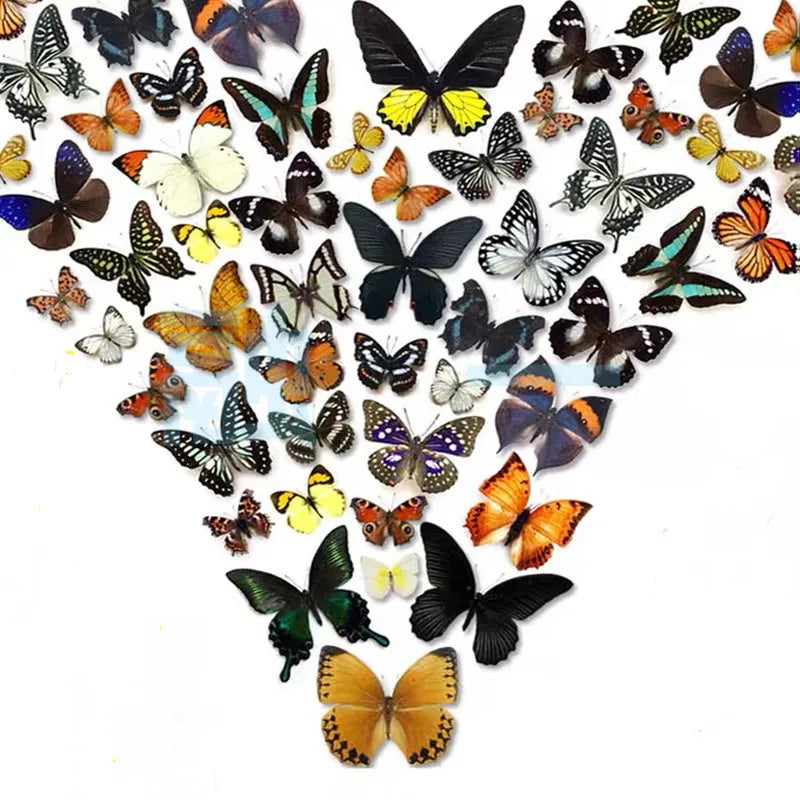 10-100Pcs Natural Unmounted Rhopalocera / Le Papillon / Butterfly Specimen Artwork Material Decor