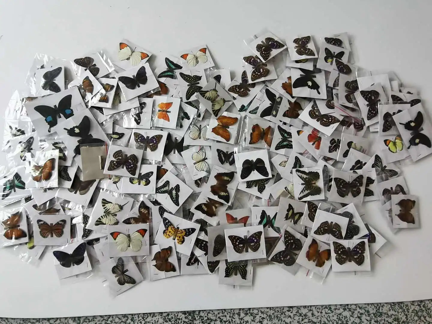 10-100Pcs Natural Unmounted Rhopalocera / Le Papillon / Butterfly Specimen Artwork Material Decor